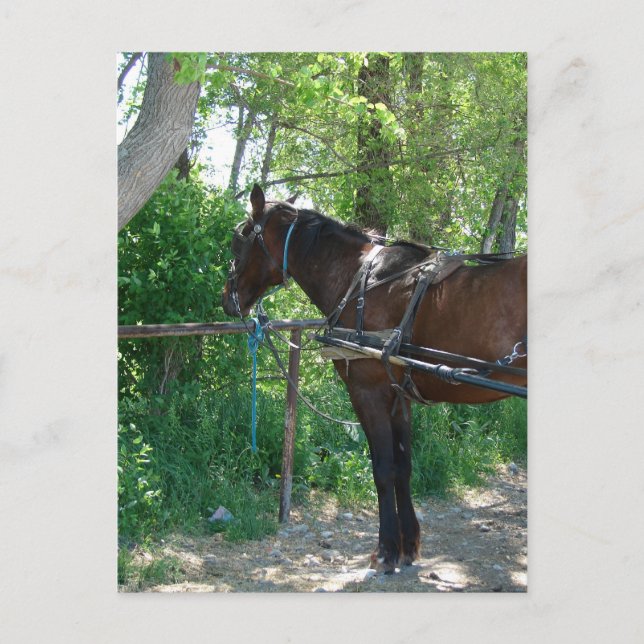 Amish häst som väntar under träden vykort (Framsida)