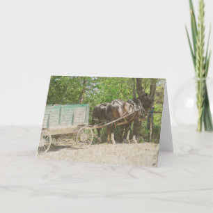 Amish hästar och vagn kort