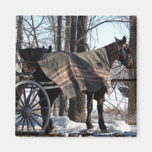 Amish hästar som väntar i vinter magnet