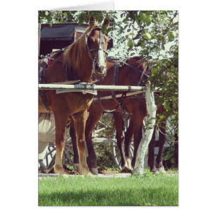 Amish-hästar vid stolpen runtomkring äpplen OBS kort