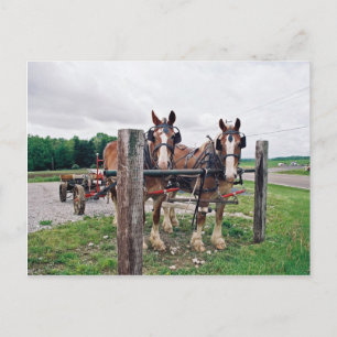 Amish Hitching Post Vykort