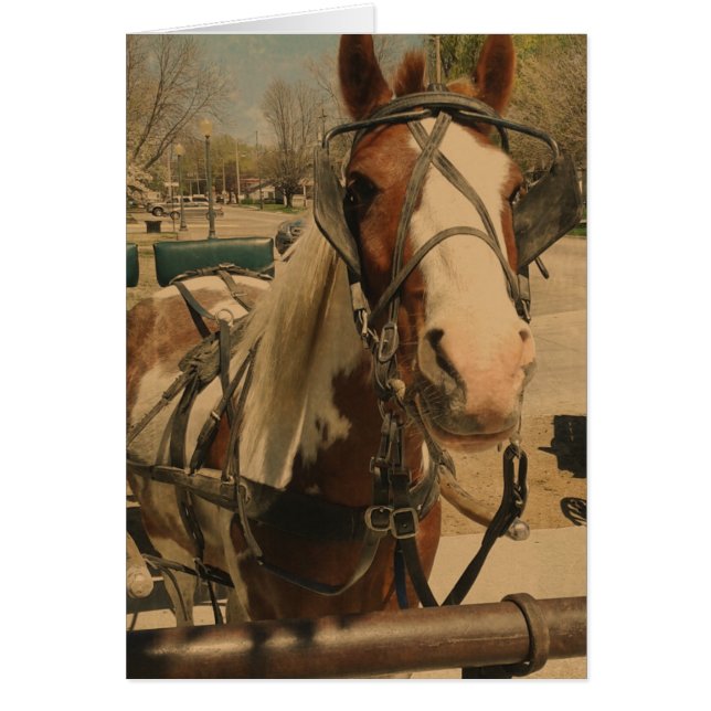 Amish Horse, A Pinto Hälsningskort (Framsidan)