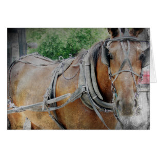 Amish Horse and Buggy Hälsningskort