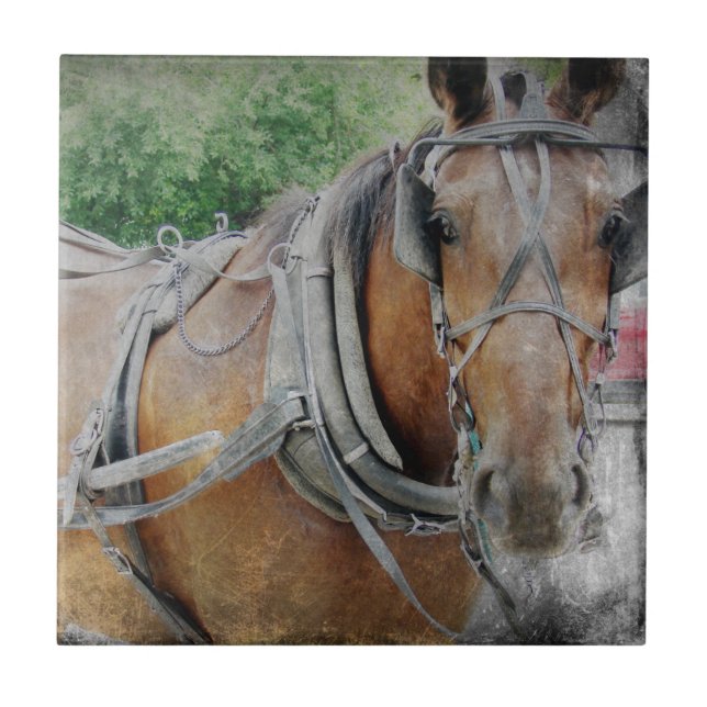 Amish Horse and Buggy Kakelplatta (Framsidan)
