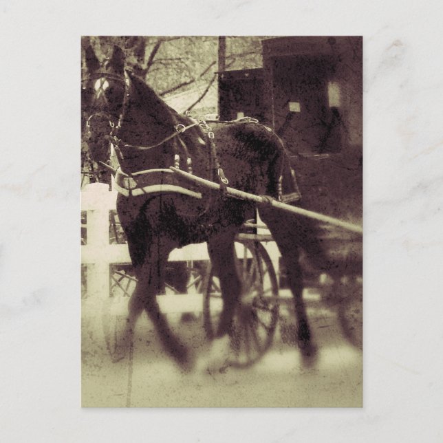 Amish Horse and Buggy Rural Iowa Photography Vykort (Framsida)