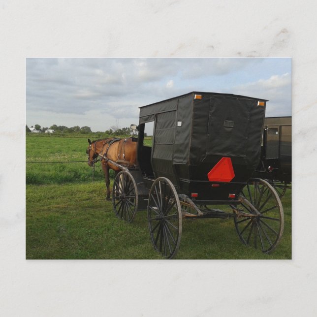 Amish Horse and Buggy vid Sunset Vykort (Framsida)