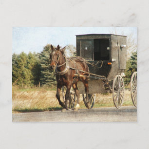 Amish Horse and Buggy Vykort