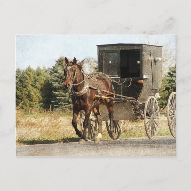 Amish Horse and Buggy Vykort (Framsida)