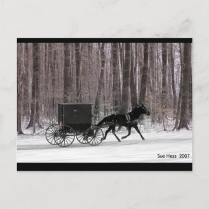 Amish Horse and Buggy Vykort