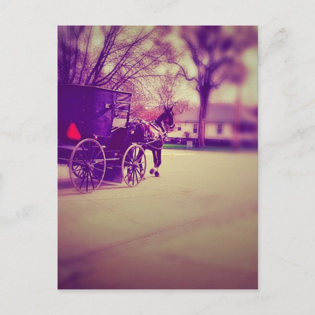 Amish Horse and Buggy Vykort (Framsida)