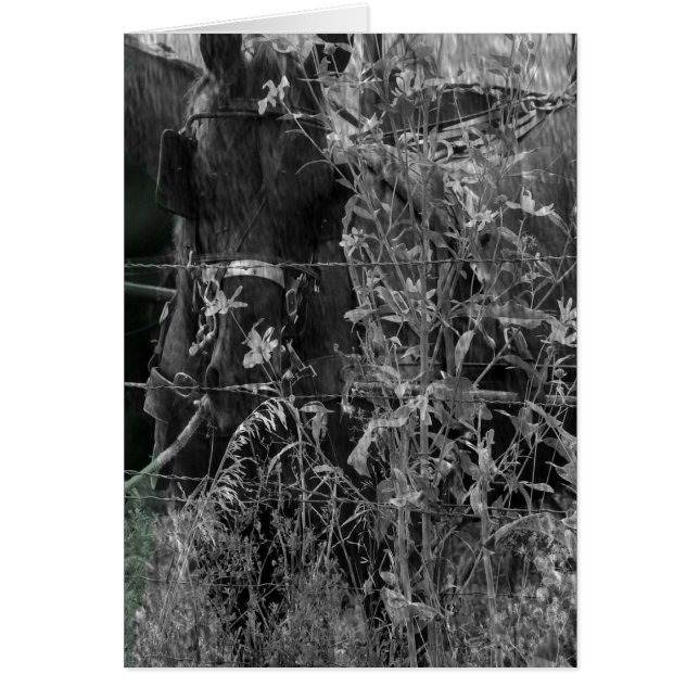 Amish Horse Black and White Grunge Hälsningskort (Framsidan)