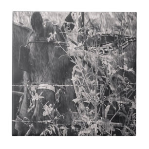 Amish Horse Black and White Grunge Kakelplatta