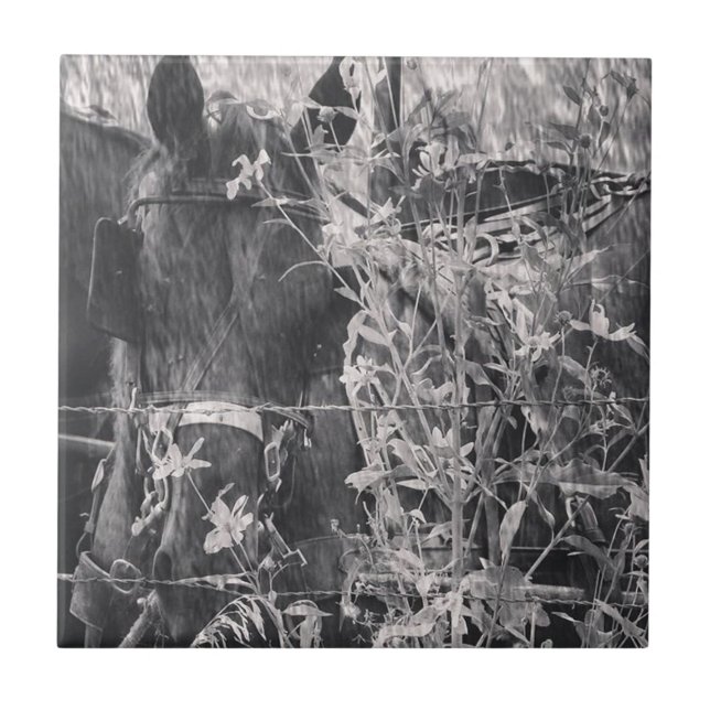 Amish Horse Black and White Grunge Kakelplatta (Framsidan)