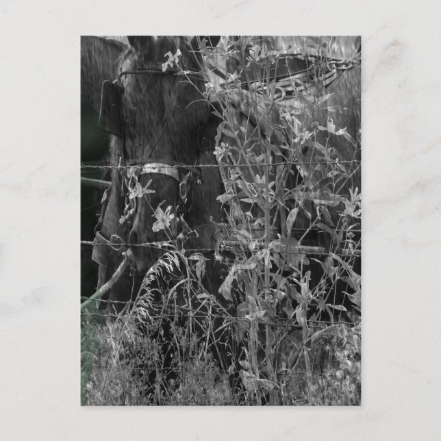 Amish Horse Black and White Grunge Vykort (Framsida)
