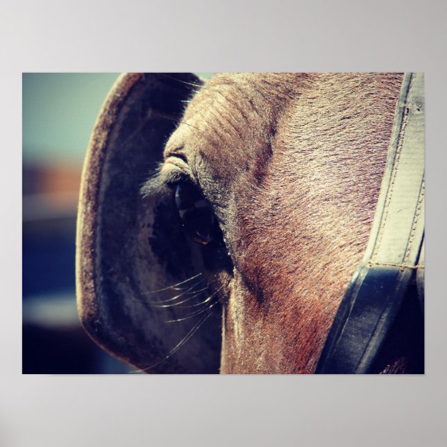 Amish Horse Blinders Poster (Framsidan)