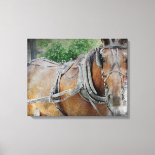 Amish Horse Canvastryck