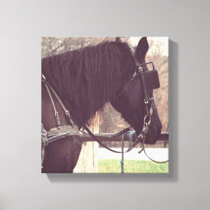 Amish Horse Canvastryck