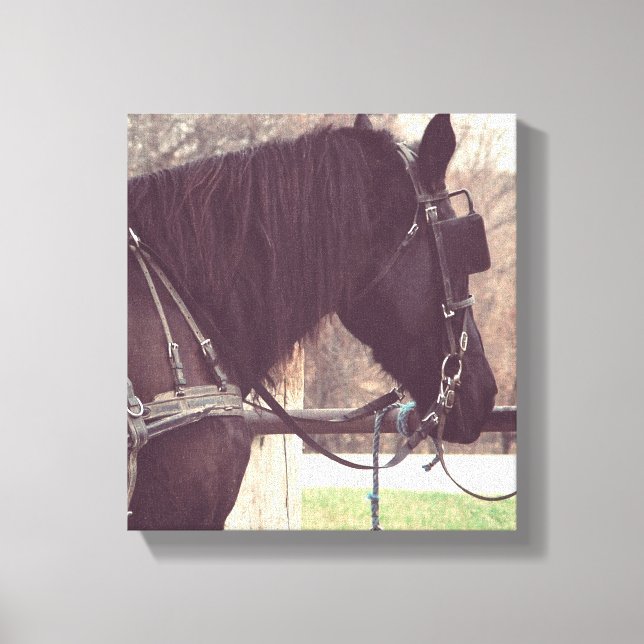 Amish Horse Canvastryck (Framsida)
