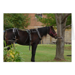 Amish Horse Hälsningskort