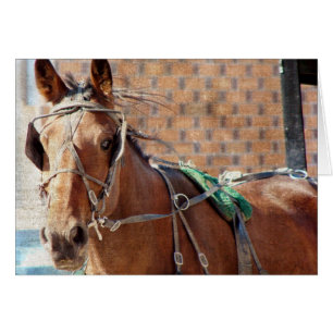 Amish Horse Hälsningskort