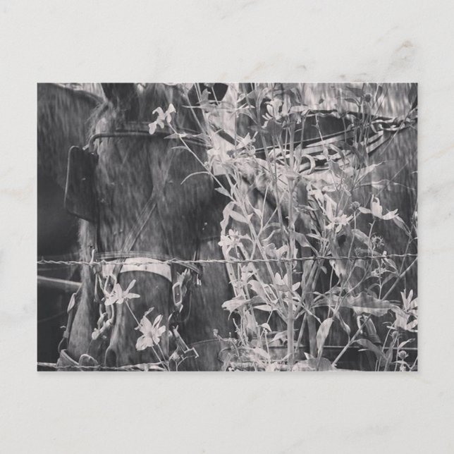 Amish Horse in Black and White Grunge Vykort (Framsida)