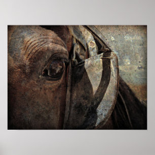 Amish Horse in Blinders Poster