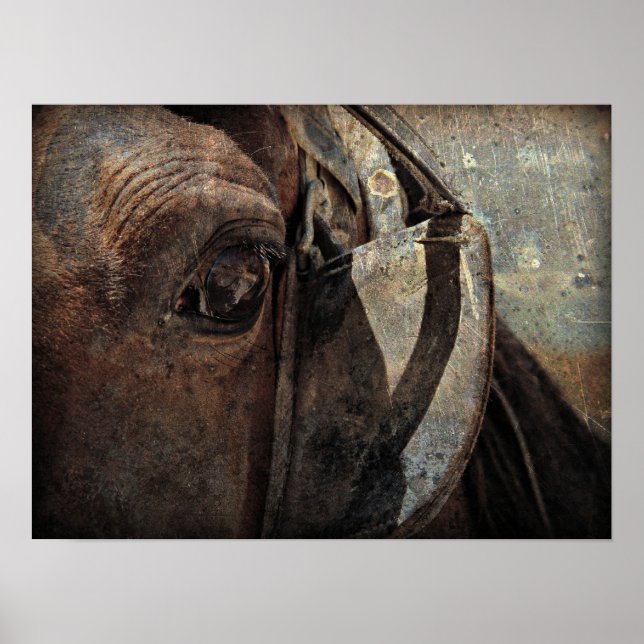 Amish Horse in Blinders Poster (Framsidan)