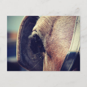 Amish Horse in Blinders Vykort