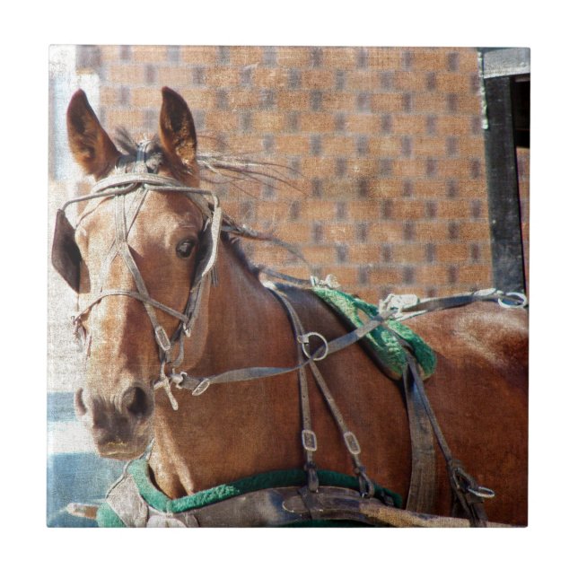 Amish Horse Kakelplatta (Framsidan)