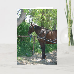 Amish Horse Kort