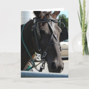 Amish Horse Kort