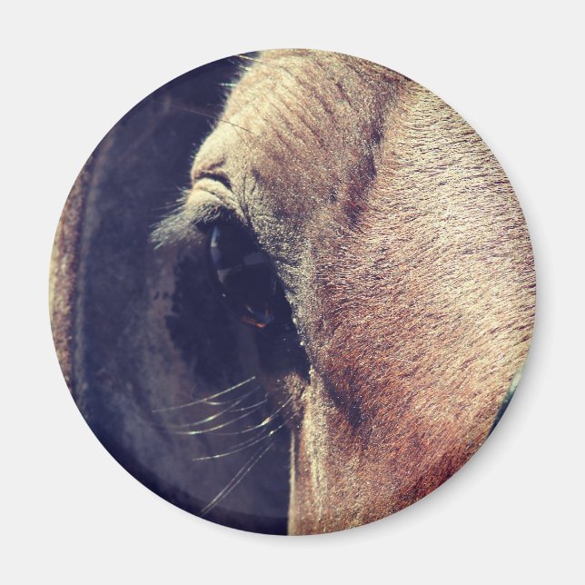 Amish Horse Magnet (Framsidan)