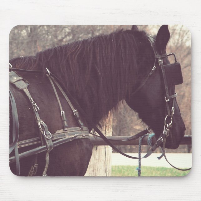 Amish Horse Musmatta (Framsidan)