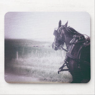 Amish Horse Musmatta