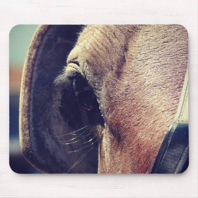 Amish Horse Musmatta (Framsidan)