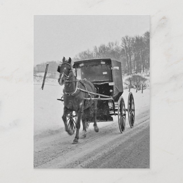 Amish Horse och Buggy 3-vykort Vykort (Framsida)