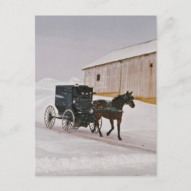 Amish Horse och Buggy på Vinter Road-Postcard Vykort (Framsida)