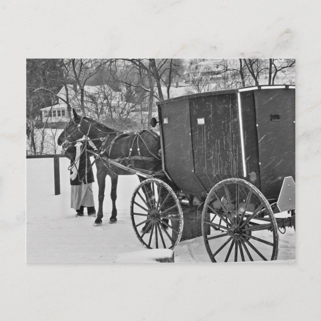Amish Horse och Buggy-Postcard Vykort (Framsida)