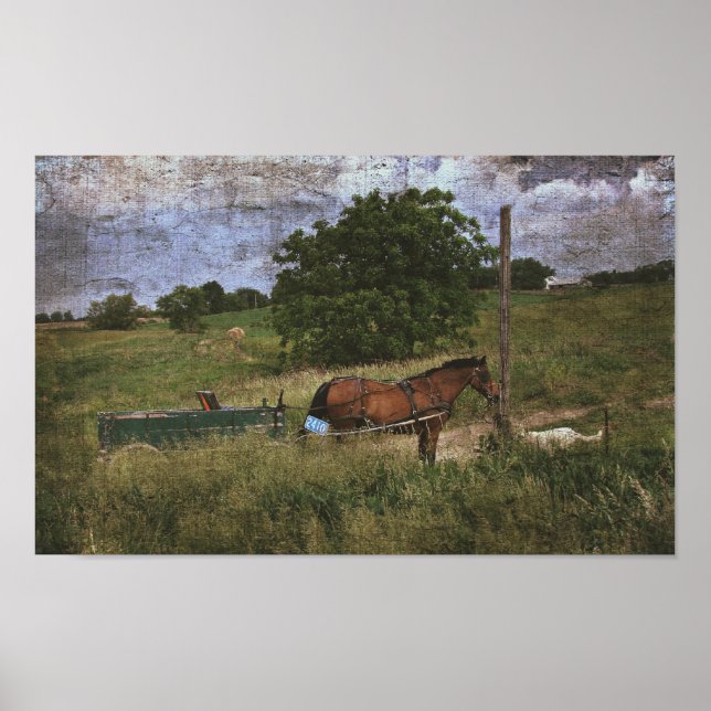 Amish Horse och Hund Poster (Framsidan)