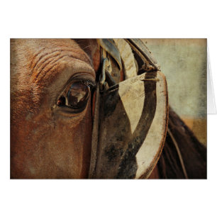 Amish Horse Öga Hälsningskort