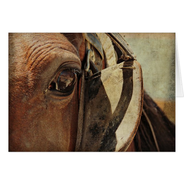 Amish Horse Öga Hälsningskort (Framsidan Horizontal)