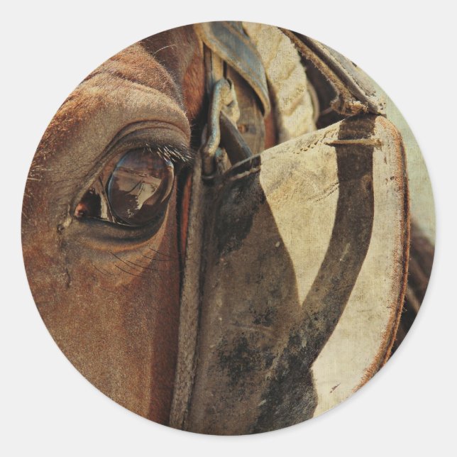 Amish Horse Öga Runt Klistermärke (Framsida)