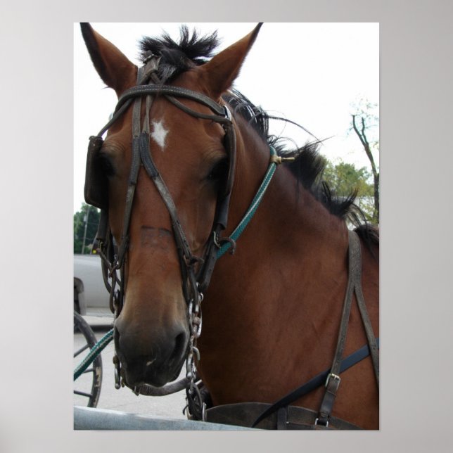Amish Horse Poster (Framsidan)