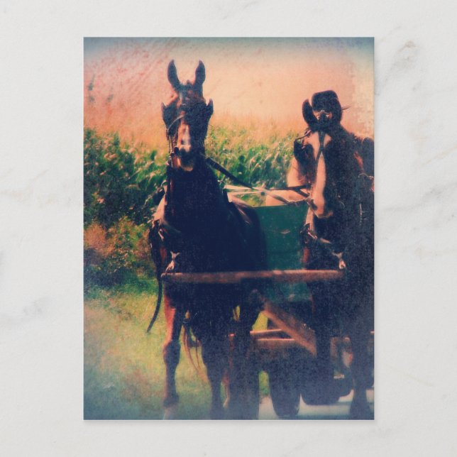 Amish Horse Team Vykort (Framsida)