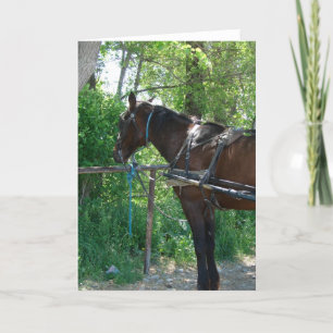 Amish Horse väntar Kort