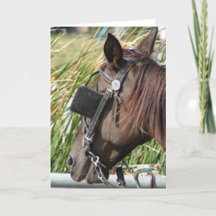 Amish Horse vid Hitching Post Kort