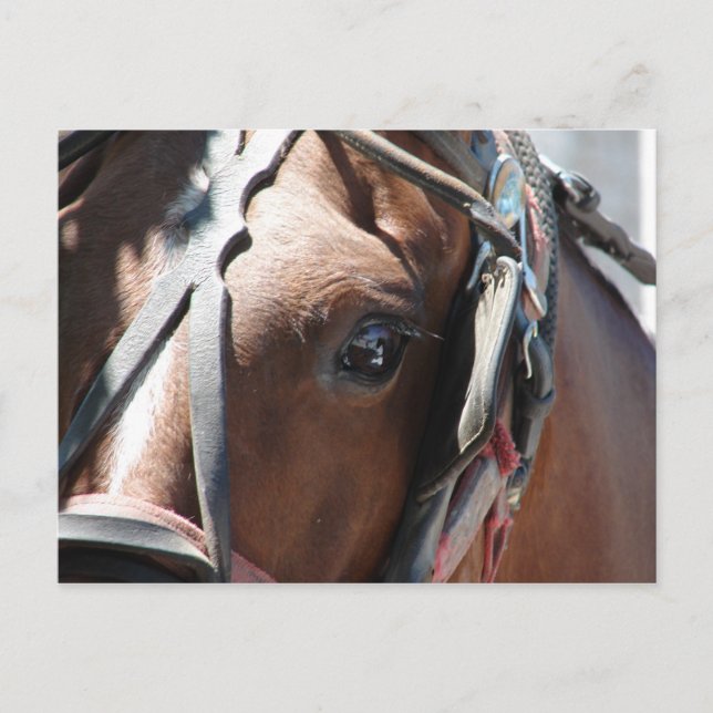 Amish Horse Vykort (Framsida)