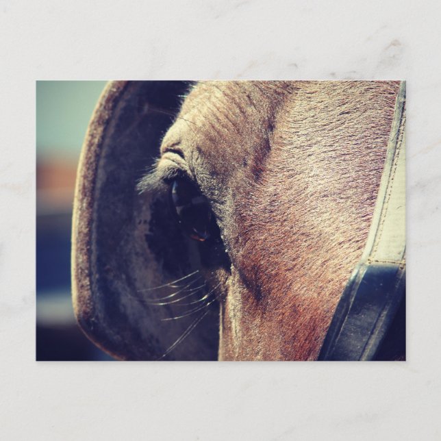 Amish Horse Vykort (Framsida)