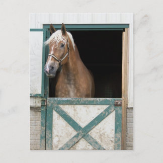 Amish Horse Vykort