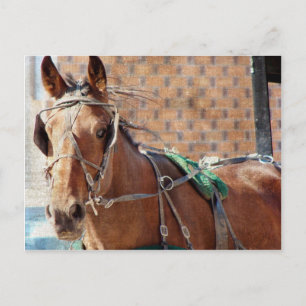Amish Horse Vykort